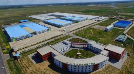 库布齐沙漠里的中国第一菇 漠菇如何让荒漠变“金仓”